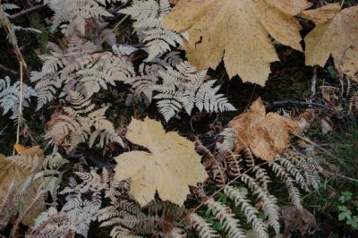 Horseshoe Lake Larch trip