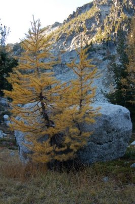 larches and rock