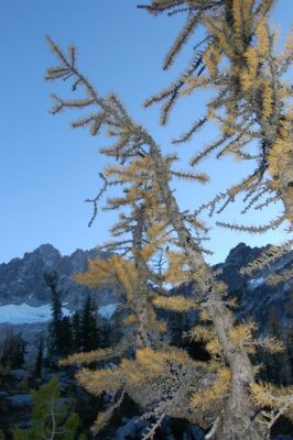 larch at dusk