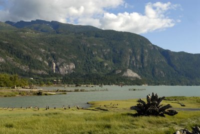 Geese checking out Shannon Falls