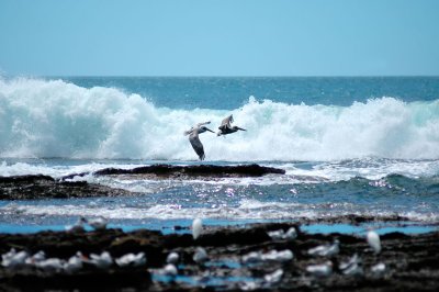 pelicans