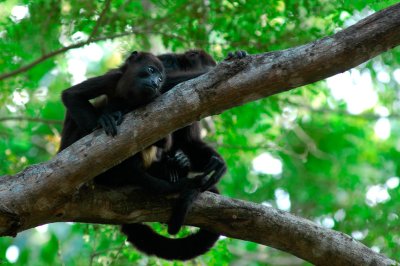 Howler Monkey's