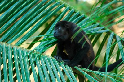 Howler Monkey
