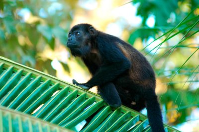 Howler Monkey