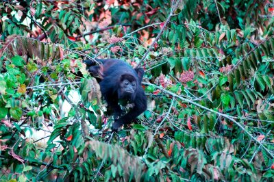 Howler Monkey