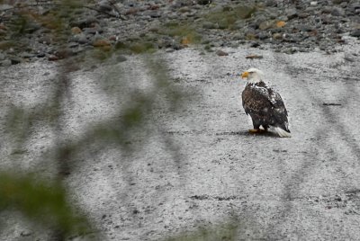 Eagle on the Mamquam River