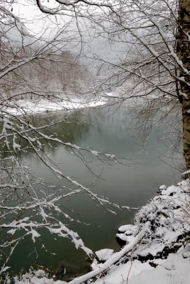 Winter Branches