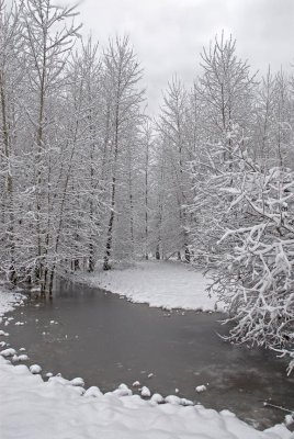 Winter Trees