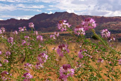 Wild Flowers