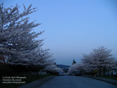White blossoms, blue dusk