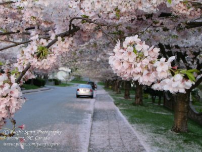 Cherry blossoms close-up