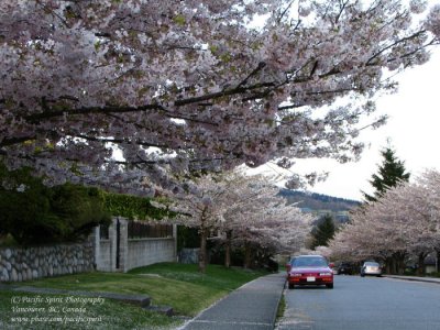 Vancouver cherry trees