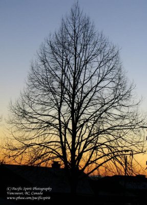 Winter silhouette