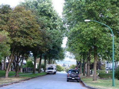 A quiet street in Willingdon Heights, Burnaby