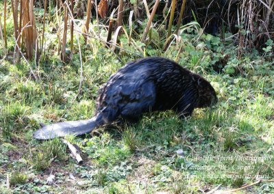 Burnaby Lake beaver with a limp