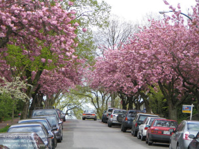 Spring in East Vancouver
