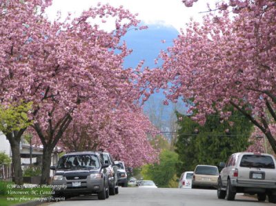  East Vancouver spring