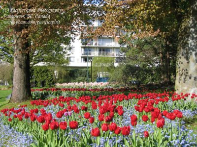 Victoria Park tulips