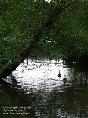 Eagle Creek where it joins Burnaby Lake