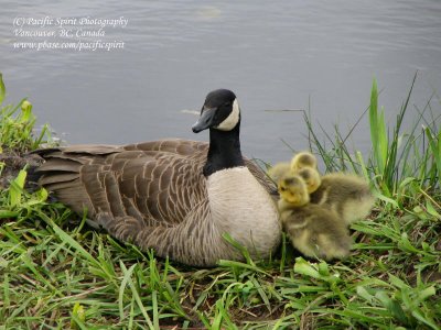 Canada Goose and goslings