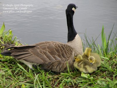 Mommy, let us in under your wing! It's too cold!