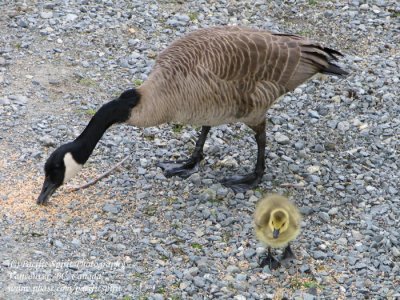 Canada goose and a gosling