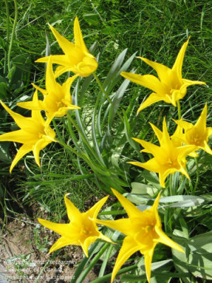 IMG_0013 Yellow tulips