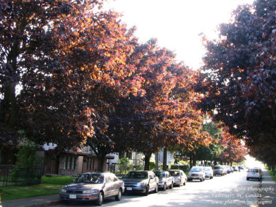 Frances Street in mid-May, North Burnaby