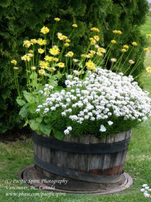 A barrelful of flowers