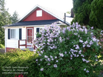 Old house with lilac on Frances Street, Capitol Hill