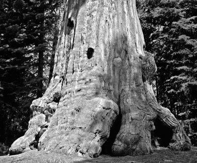 General Sherman Sequoia
