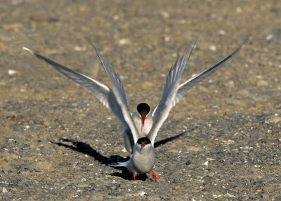 Icelandic Wildlife