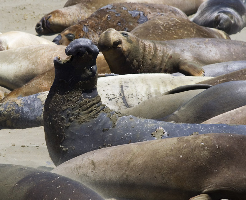 Elephant Seal