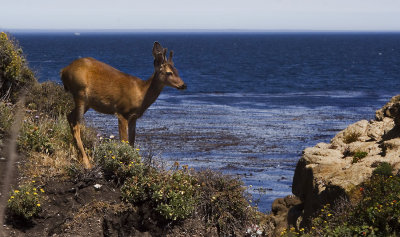 Black-tailed Mule Deer