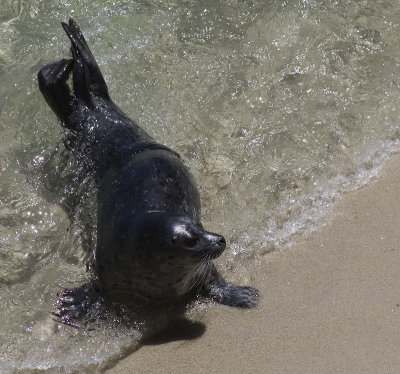 Harbor Seal