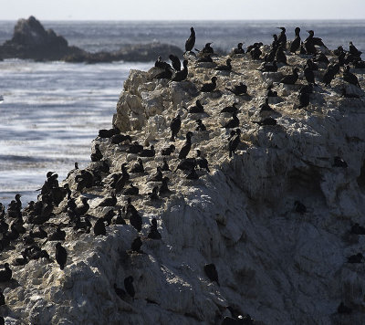 Cormorants