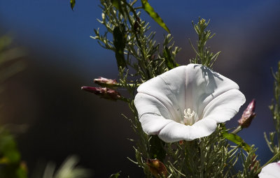 California Morning Glory