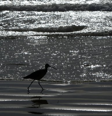 Long-billed Curlew