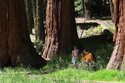 Big Trees Trail