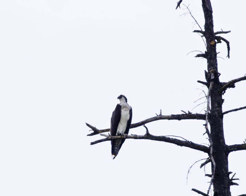 July 13 07 Vancouver Osprey --5.jpg