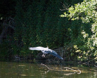May 17 07 Local Lake Heron flees 1 039.jpg