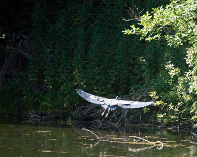 May 17 07 Local Lake Heron flees 2 -040.jpg