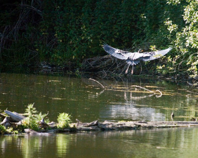 May 17 07 Local Lake Heron flees 3 -041.jpg