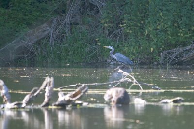 May 17 07 Local Lake Nutria-heron 2 -090.jpg