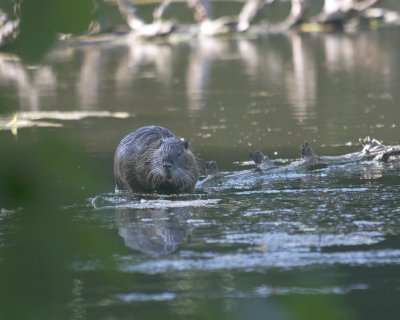 May 17 07 Local Lake Mister Nutria 1 -091.jpg