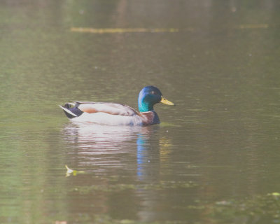 May 17 07 Local Lake Another critter 1 -095.jpg