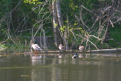 May 17 07 Local Lake Duck Foursome -080.jpg