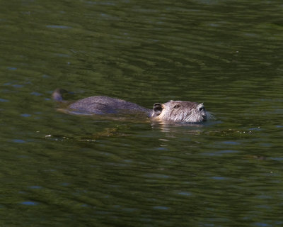 May 17 07 Local Lake Nutria swimmer -291.jpg