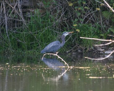 May 17 07 Local Lake One more heron -320.jpg