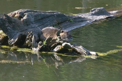 May 17 07 Local Lake One more Nutria -379.jpg